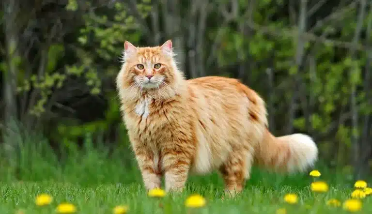 14 Best Maine Coon Rescues in the U.S.! (2024)