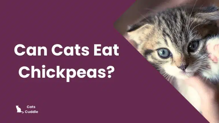 Can Cats Eat Chickpeas? Risks & Alternatives
