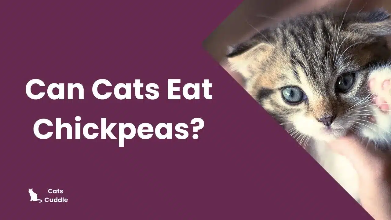 Can Cats Eat Chickpeas