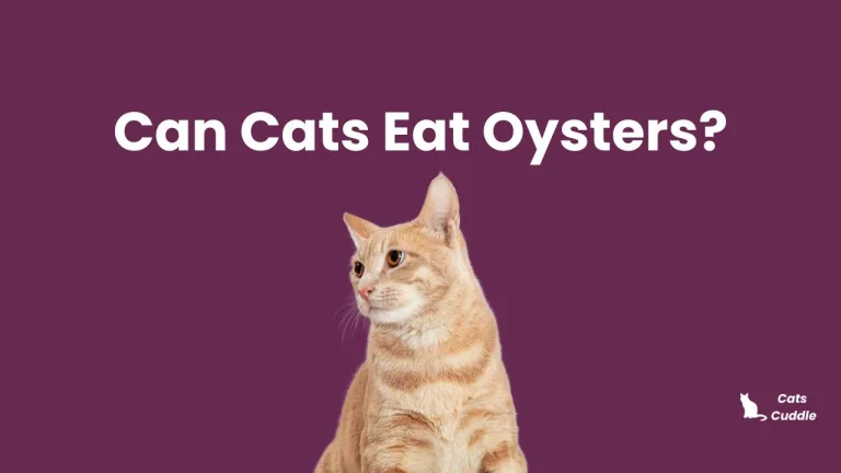 Can Cats Eat Oysters? Benefits & Risks