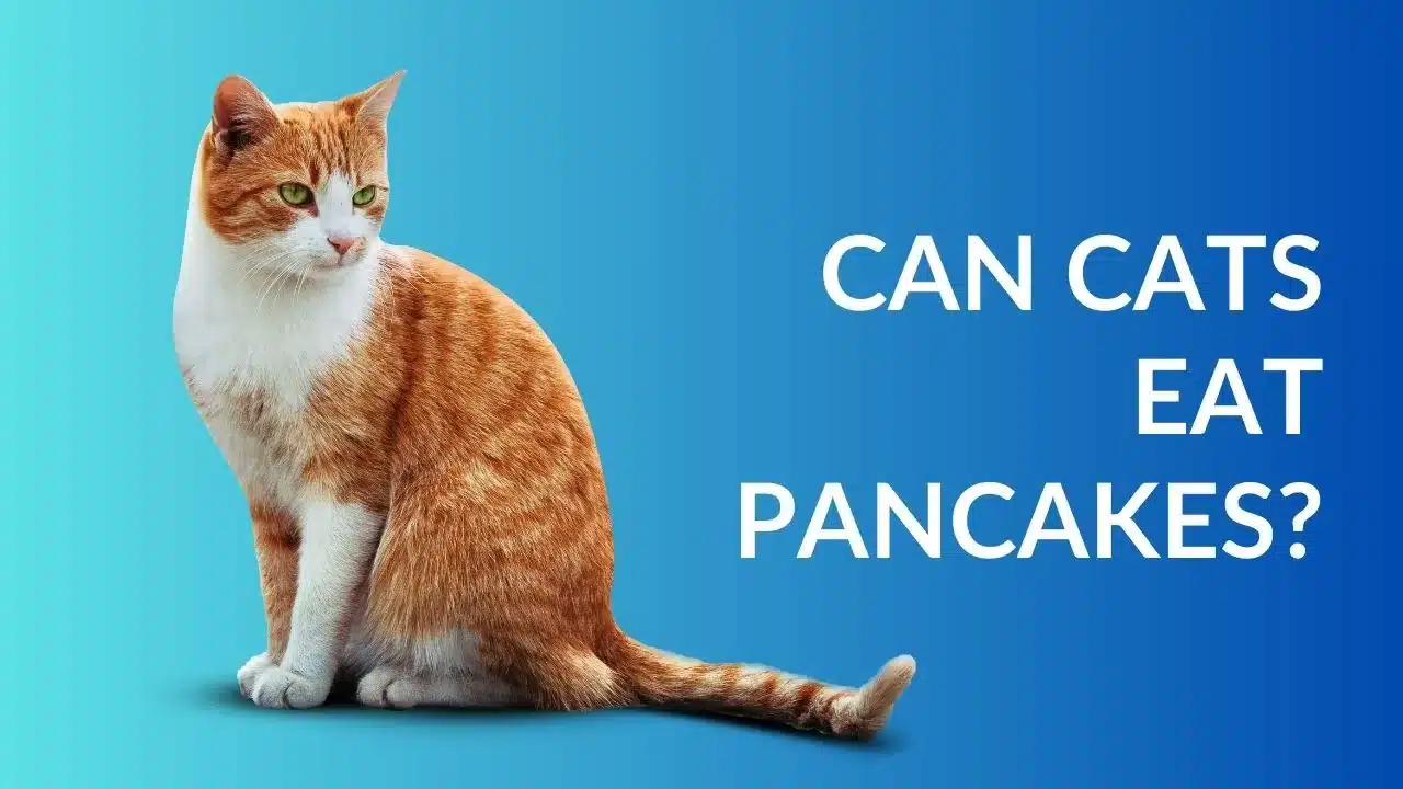 Can Cats Eat Pancakes