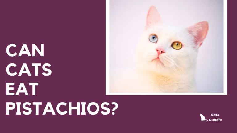 Can Cats Eat Pistachios? Risks & Alternatives