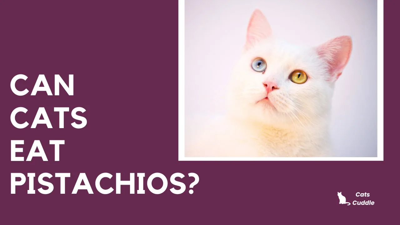 Can Cats Eat Pistachios