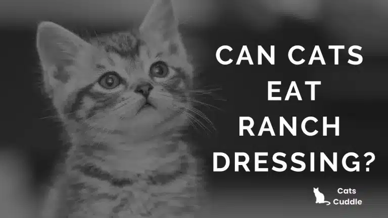 Can Cats Eat Ranch Dressing? – Risks & Alternatives [2024]