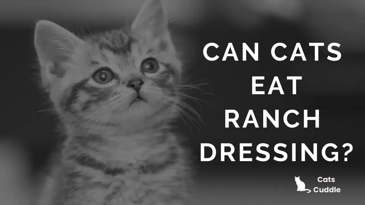 Can Cats Eat Ranch Dressing