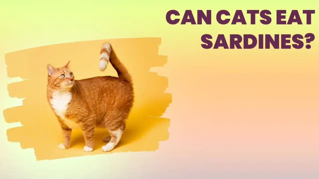 Can Cats Eat Sardines