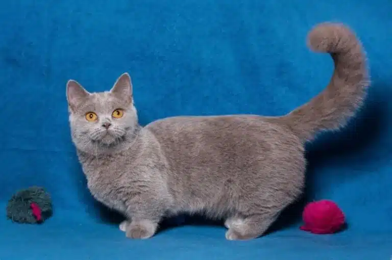 How Much Does a Munchkin Cat Cost? [2024]