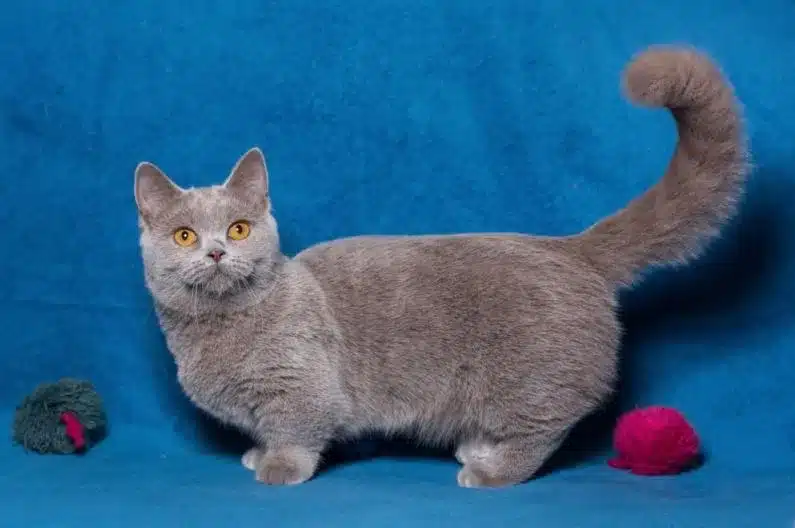 How Much Does a Munchkin Cat Cost