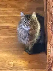 Maine Coon Rescues