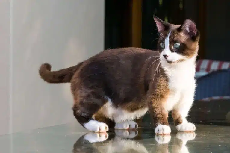 10 Munchkin Cat Breed Health Problems & Solutions [2024]