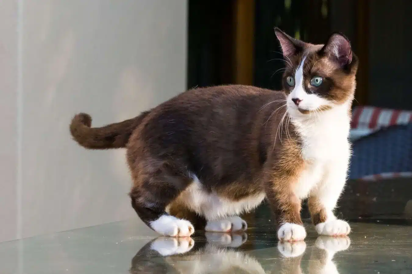 Munchkin Cat Breed Health Problems