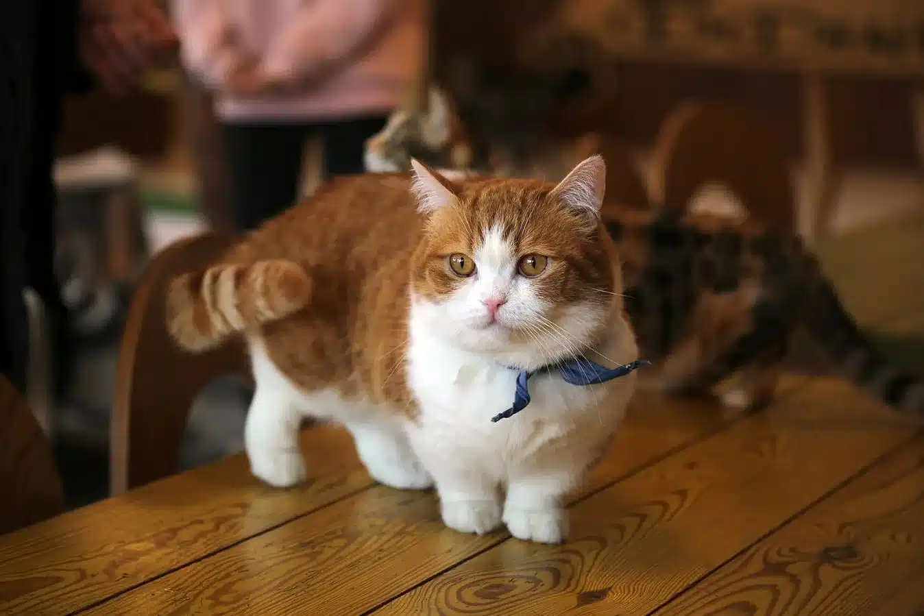 Munchkin Cat Life Expectancy