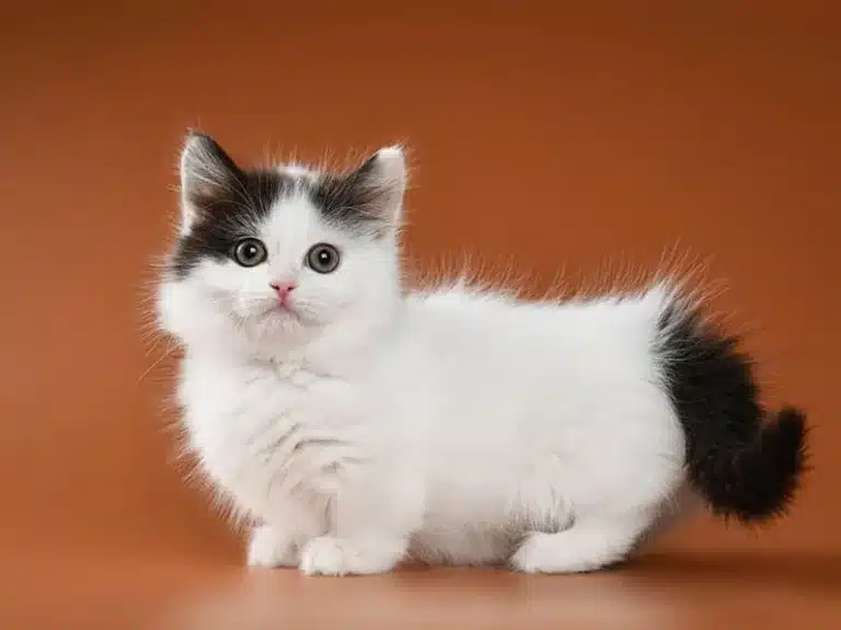 Munchkin Cats Breed Guide: History, Personality, Care [2024]