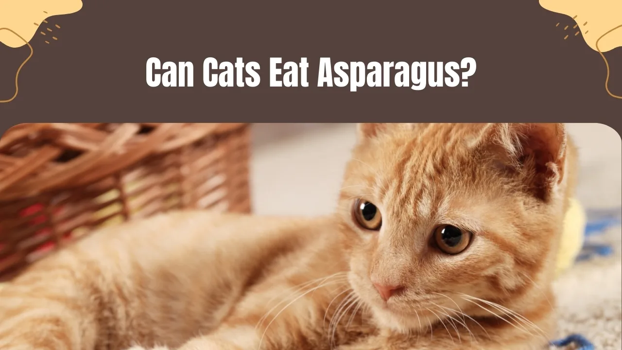 Can Cats Eat Asparagus