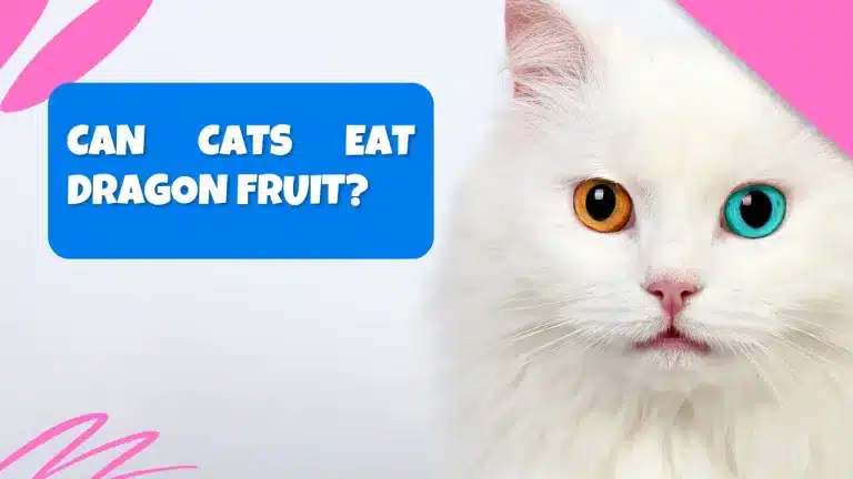 Can Cats Eat Dragon Fruit? Benefits and Risks