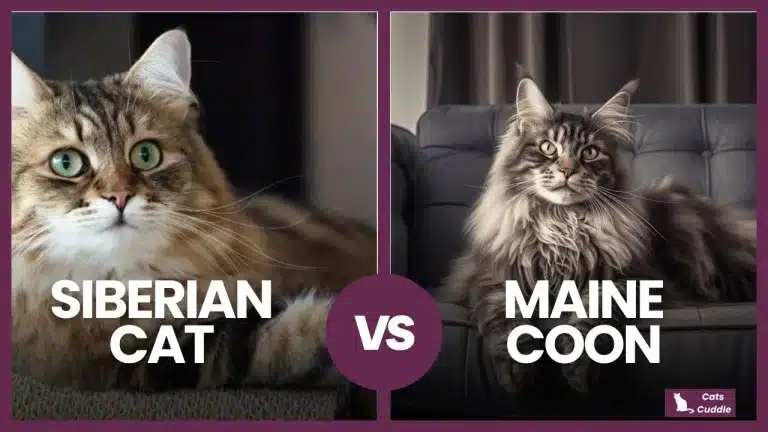 Siberian Cat vs Maine Coon: The Difference