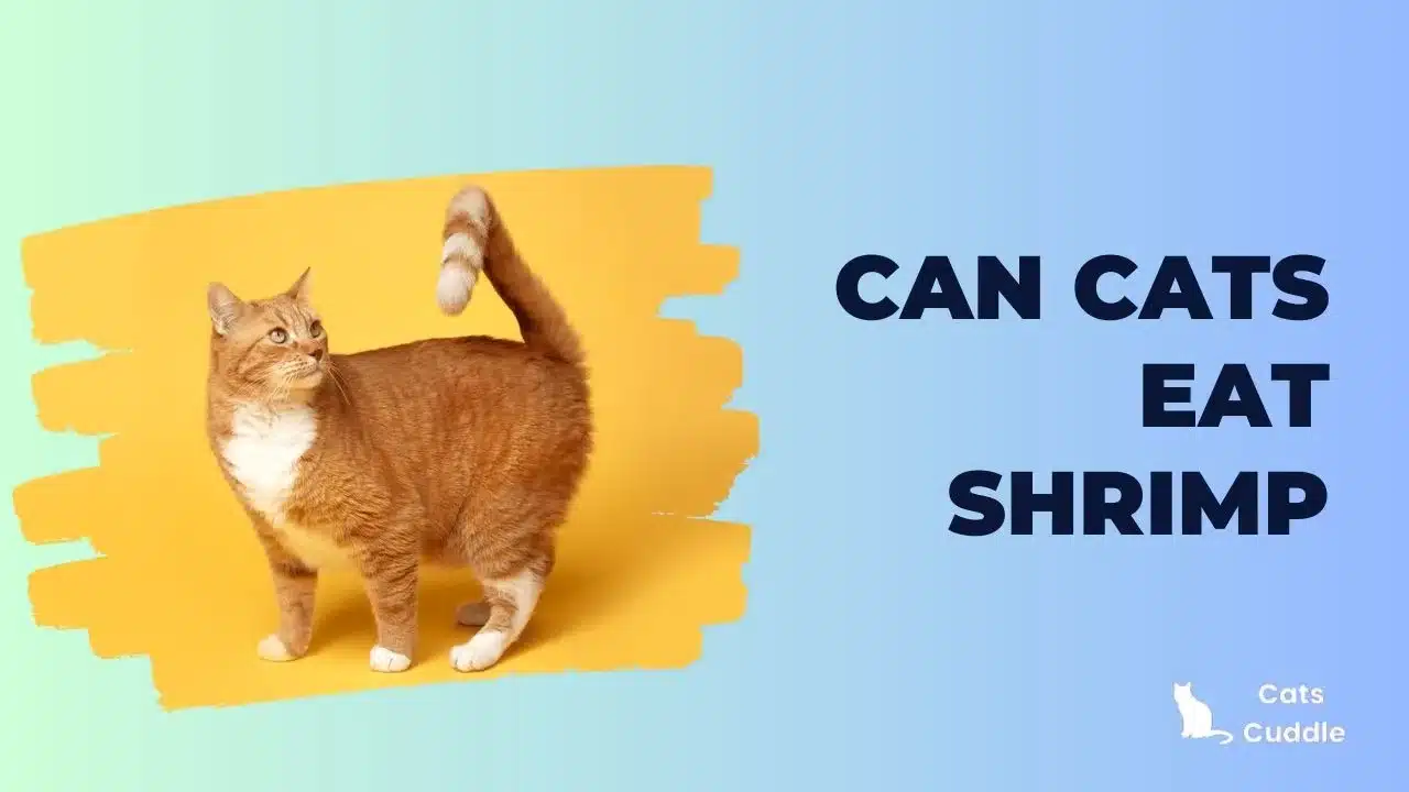 Can Cats Eat Shrimp